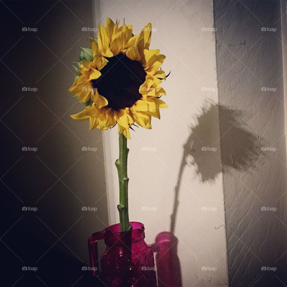 Flower, Vase, Nature, Bouquet, Flora