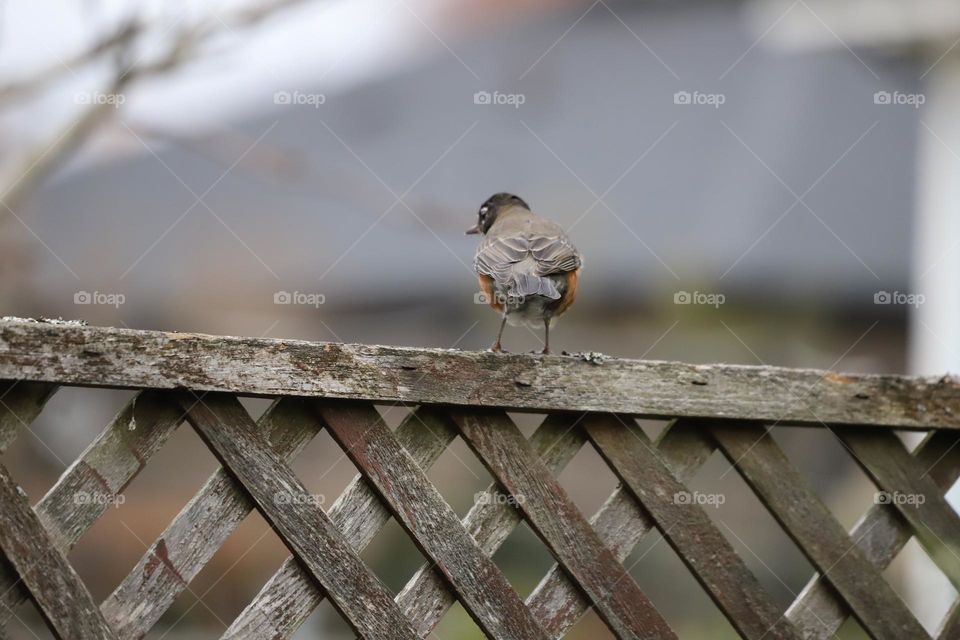 Bird perched on top of a wooden fence 