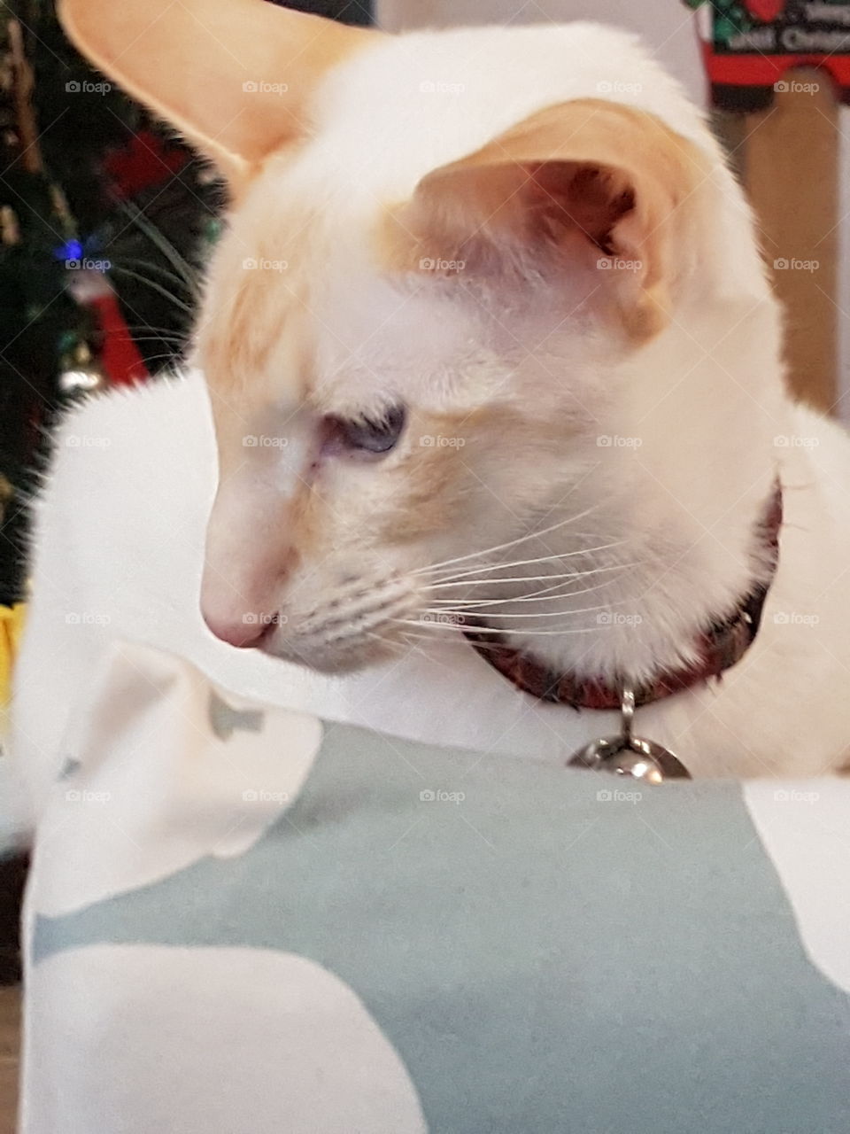 Oriental cat with collar