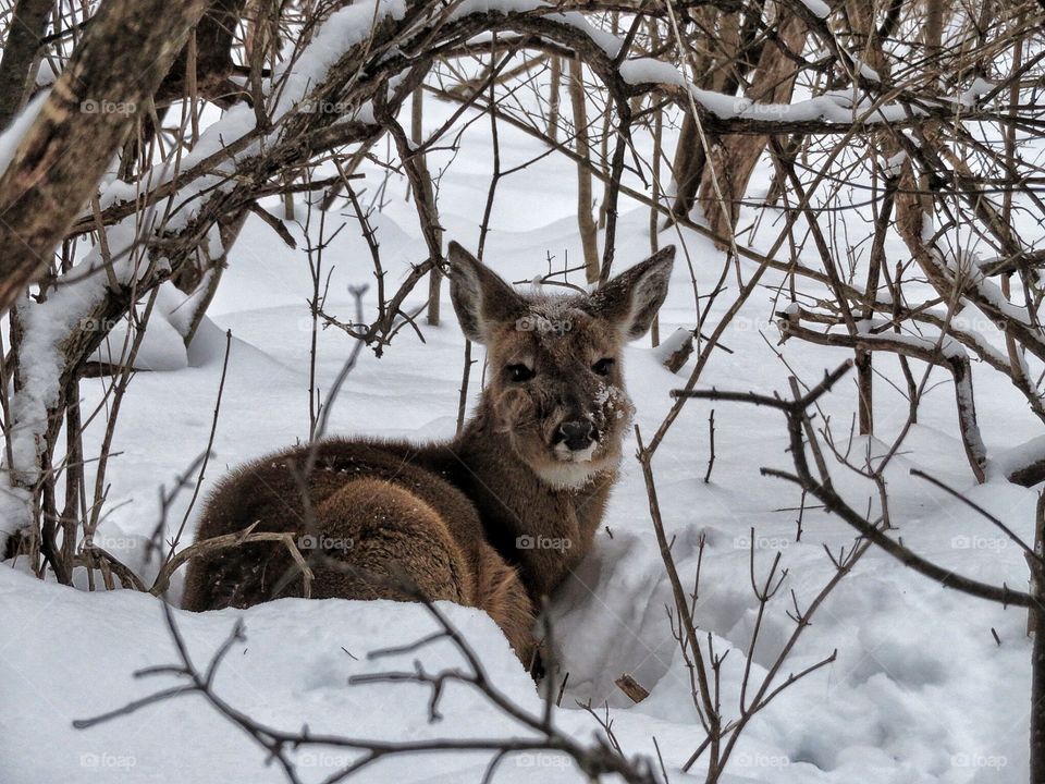 Snowshoeing in Mont St-Bruno this morning. Spotted a deer.