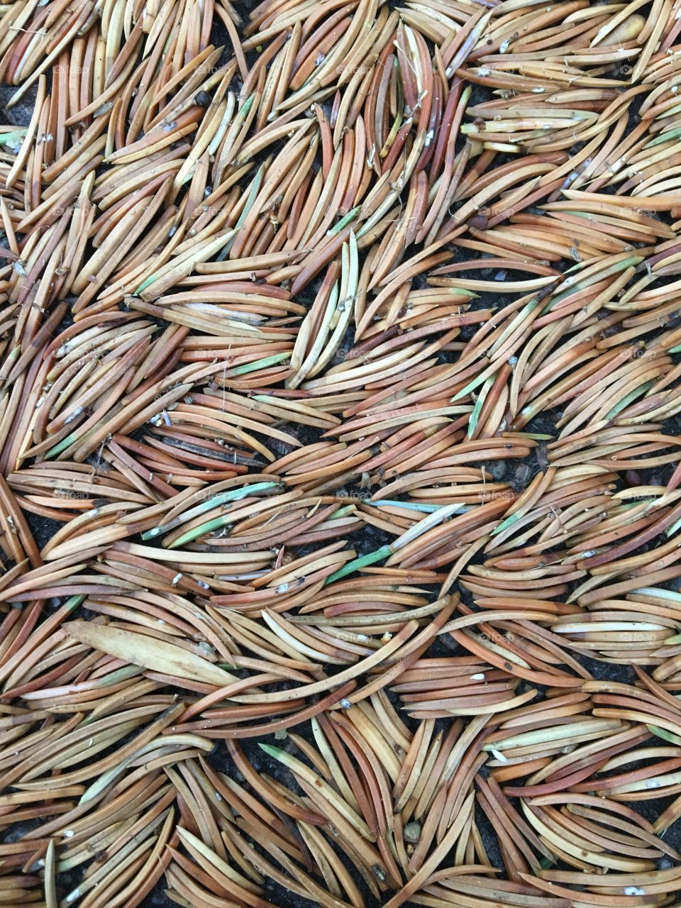 Texture of pine needles.