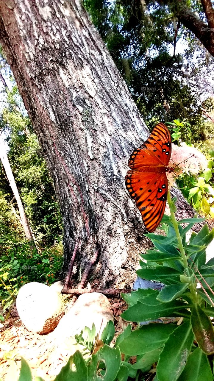 butterfly in the garden