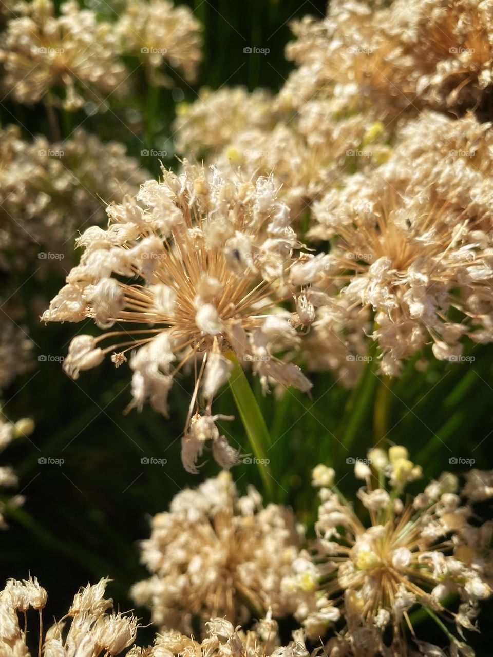 Nature zoomed in - closeup of flowers gone past their bloom.  Dried flower heads on green stalks. 
