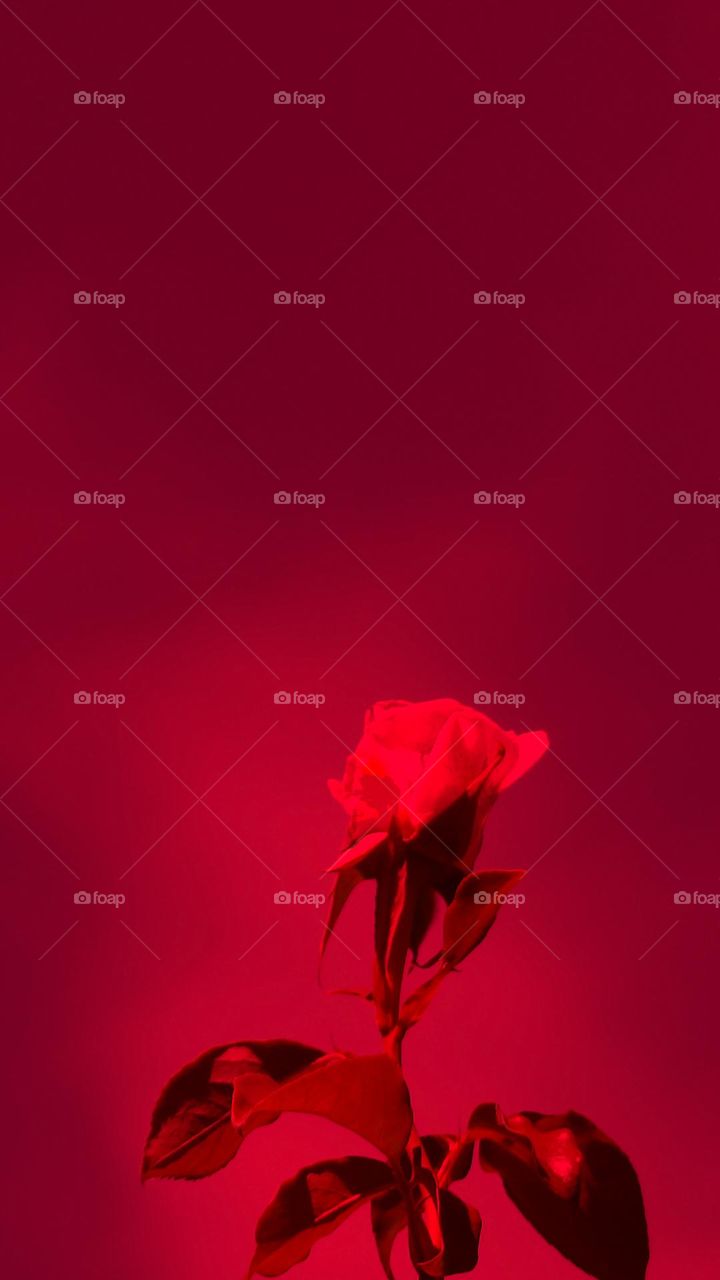 Advanced RED rose and red filter
