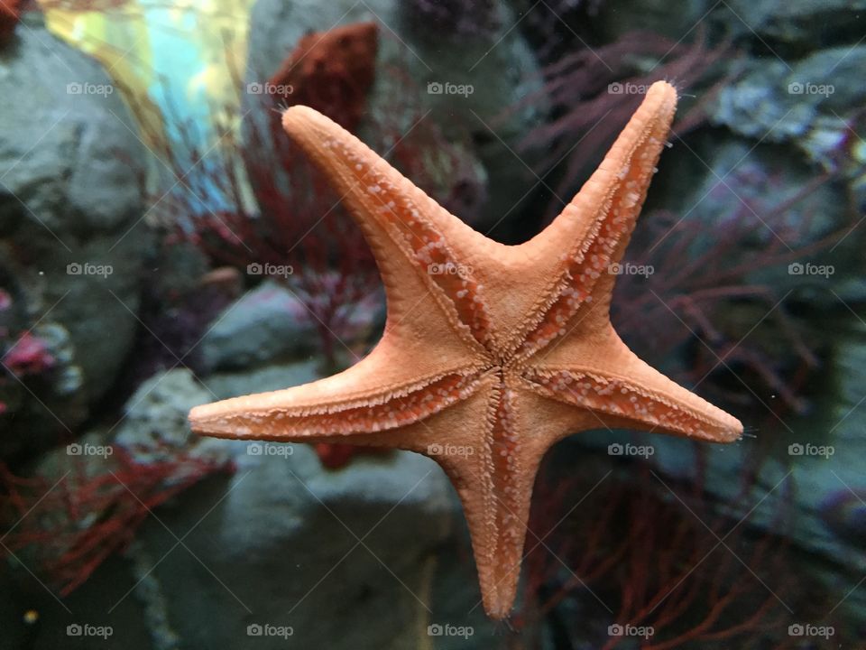 StarFish Monterey Bay aquarium California
