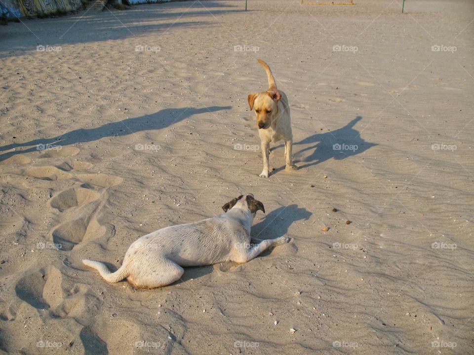 dogs in the sand near the sea собаки на песке у моря