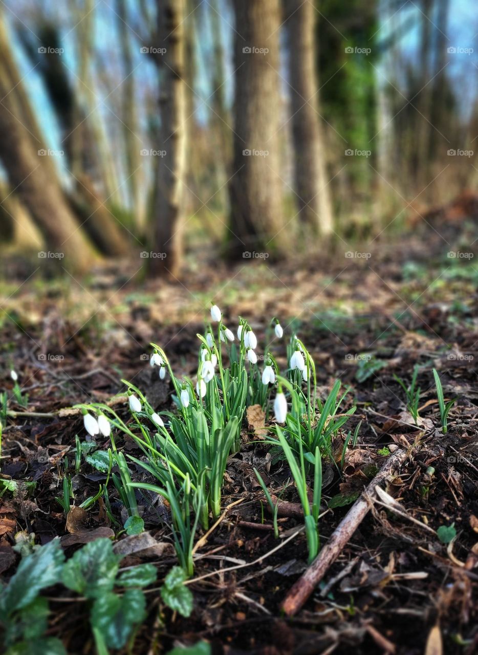 Snowdrops, the first little flowers in januari in the Netherlands. Symbolic of hope