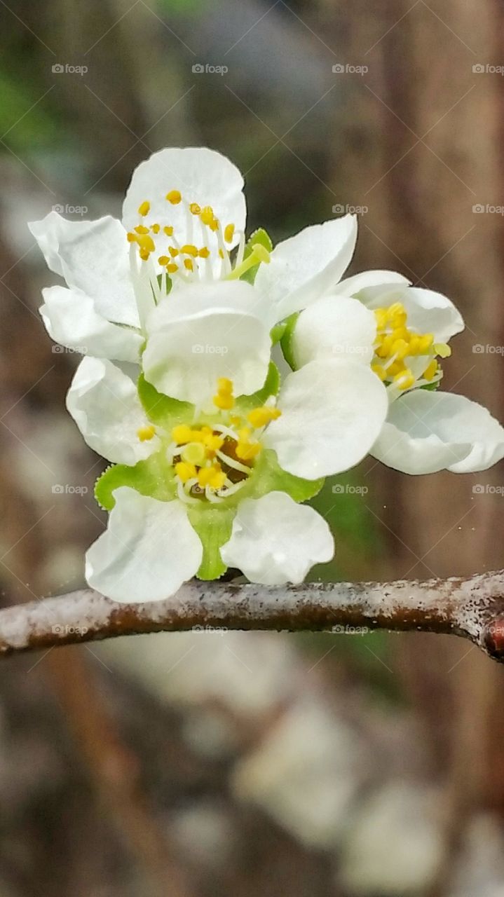 plum tree blooms