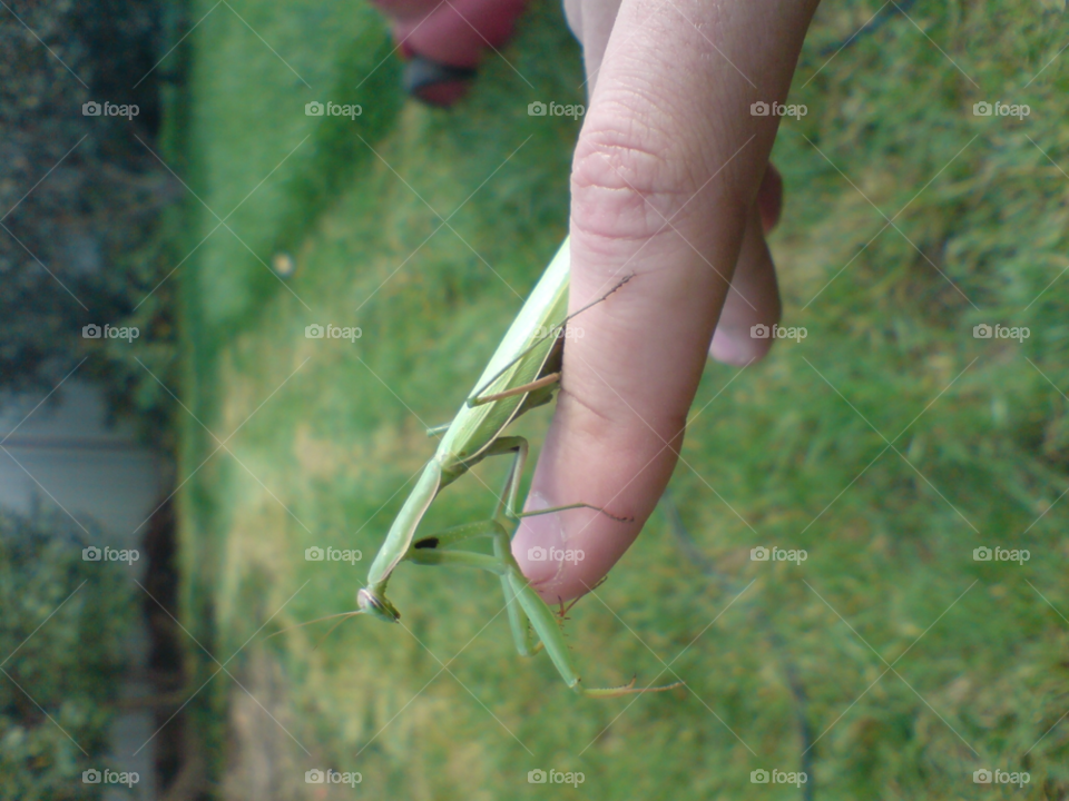 лето богомол газон палец by jacksolovey