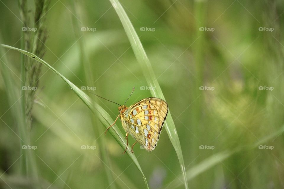 Butterfly in grass 