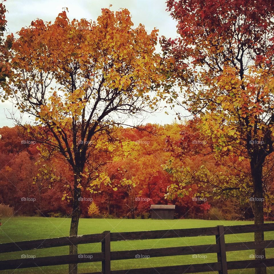 Fall Foliage