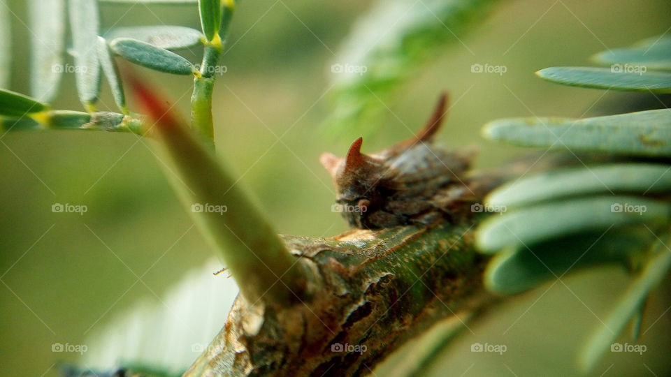 the most beautiful small cute bug