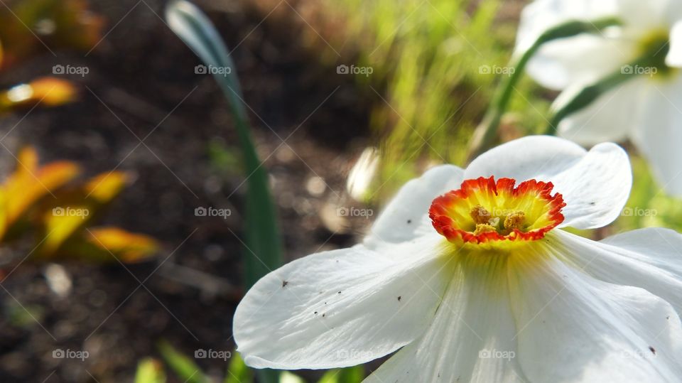 Spring flower daffodil close-up 