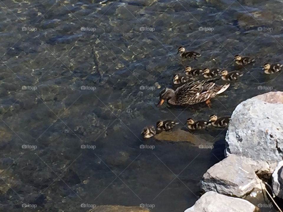 Baby Ducklings with their Mommy Duck. Copyright © CM Photography. May 2019.
