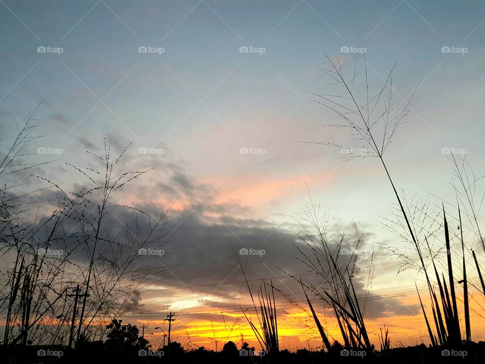 Sunset through the bushes