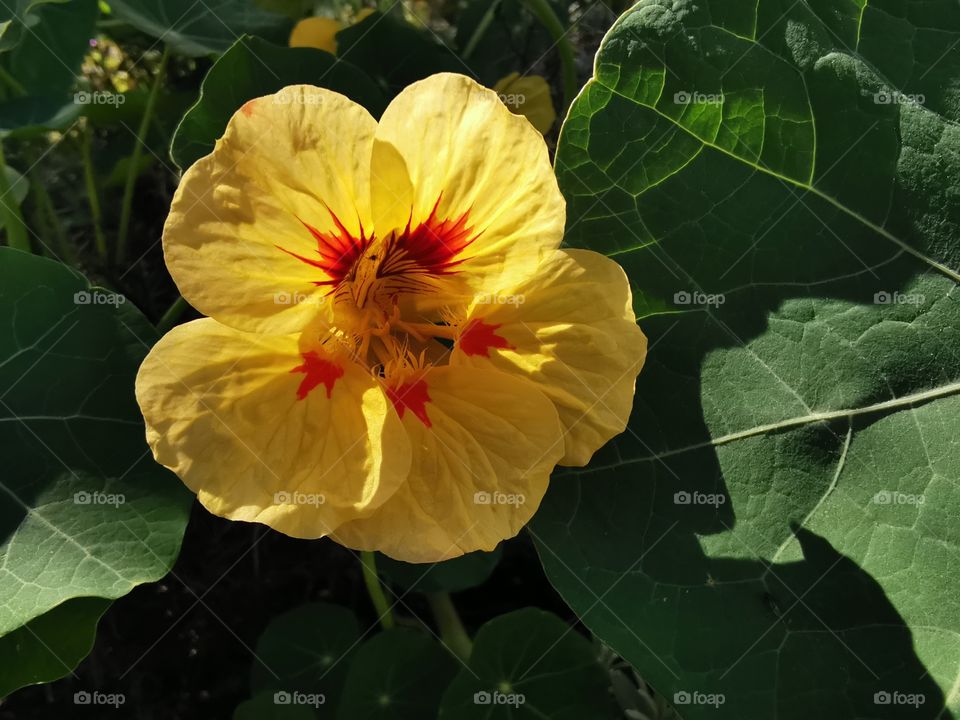 Gelbe Blüte im Garten