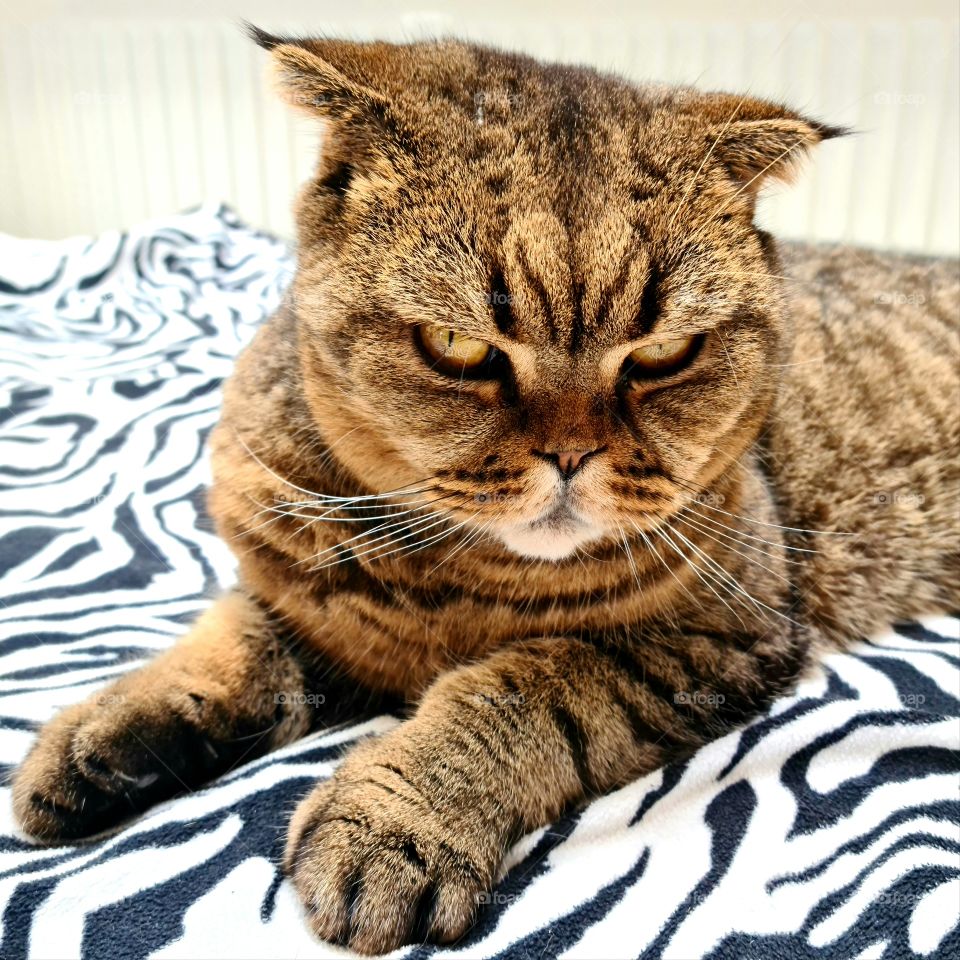 sad serious scottish fold cat looking at me