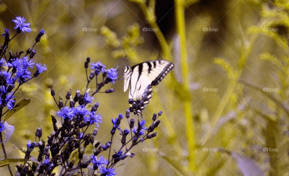 Take the Nostalgic Way Home (Series)