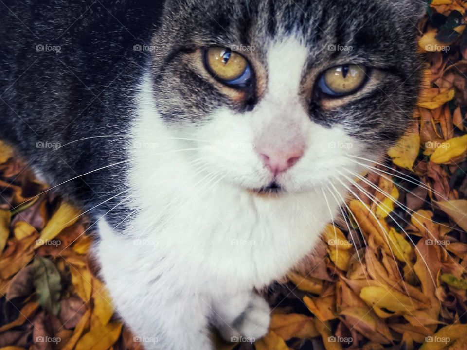 Tabby Cat with Yellow Eyes standing in Yellow Fall Leaves looking up