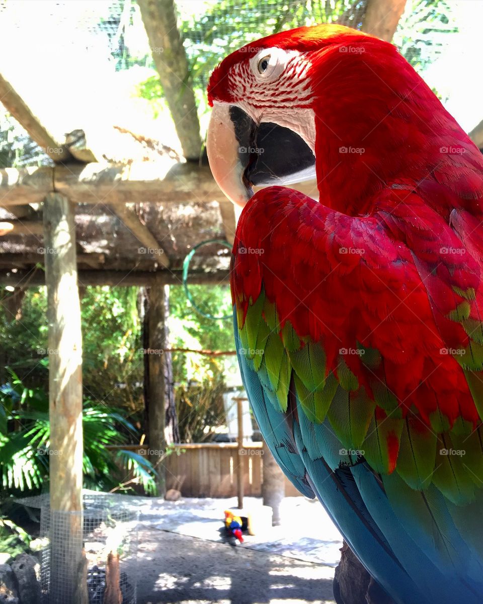 Scarlet macaw sitting on a perch in an avian display at the zoo