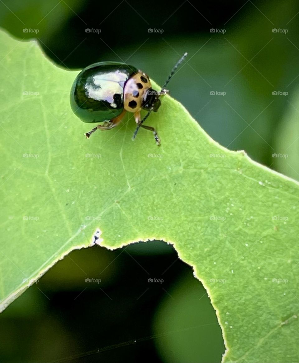 Insect on a leaf