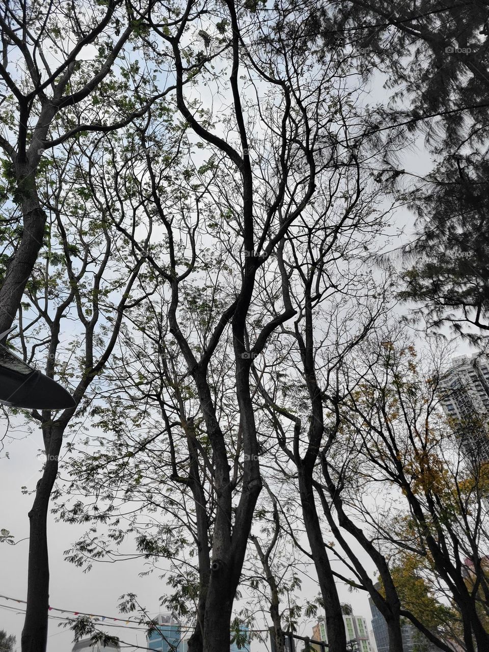 Looking up - Tree - Hong Kong Victoria Park