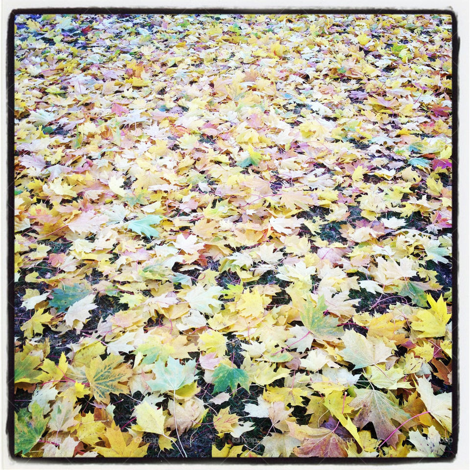 yellow fall autumn leafs by lindajacobi