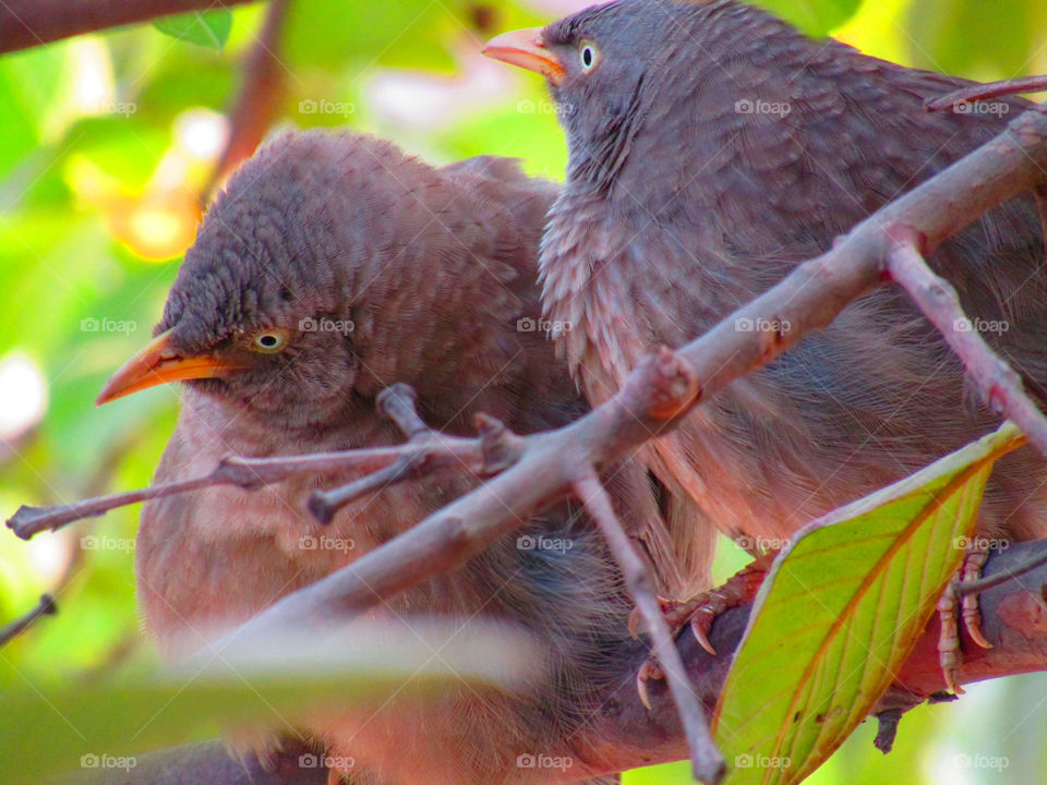 Jungle babbler bird or (Turdoides striata) or beautiful seven sisters or angry bird