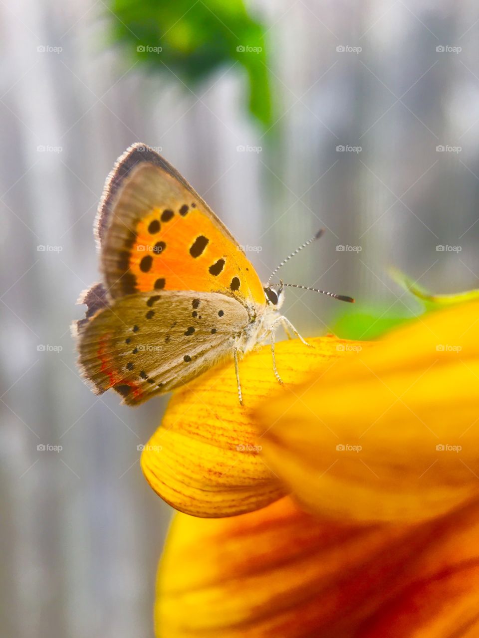 Close-up of butterfly