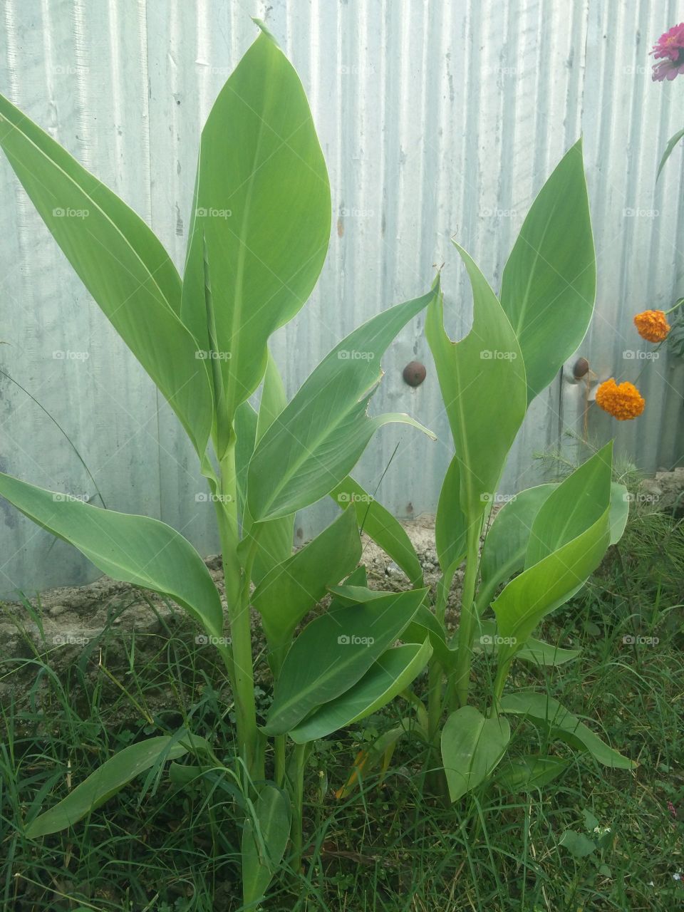 natural photography 
📸 Muneeb bhat