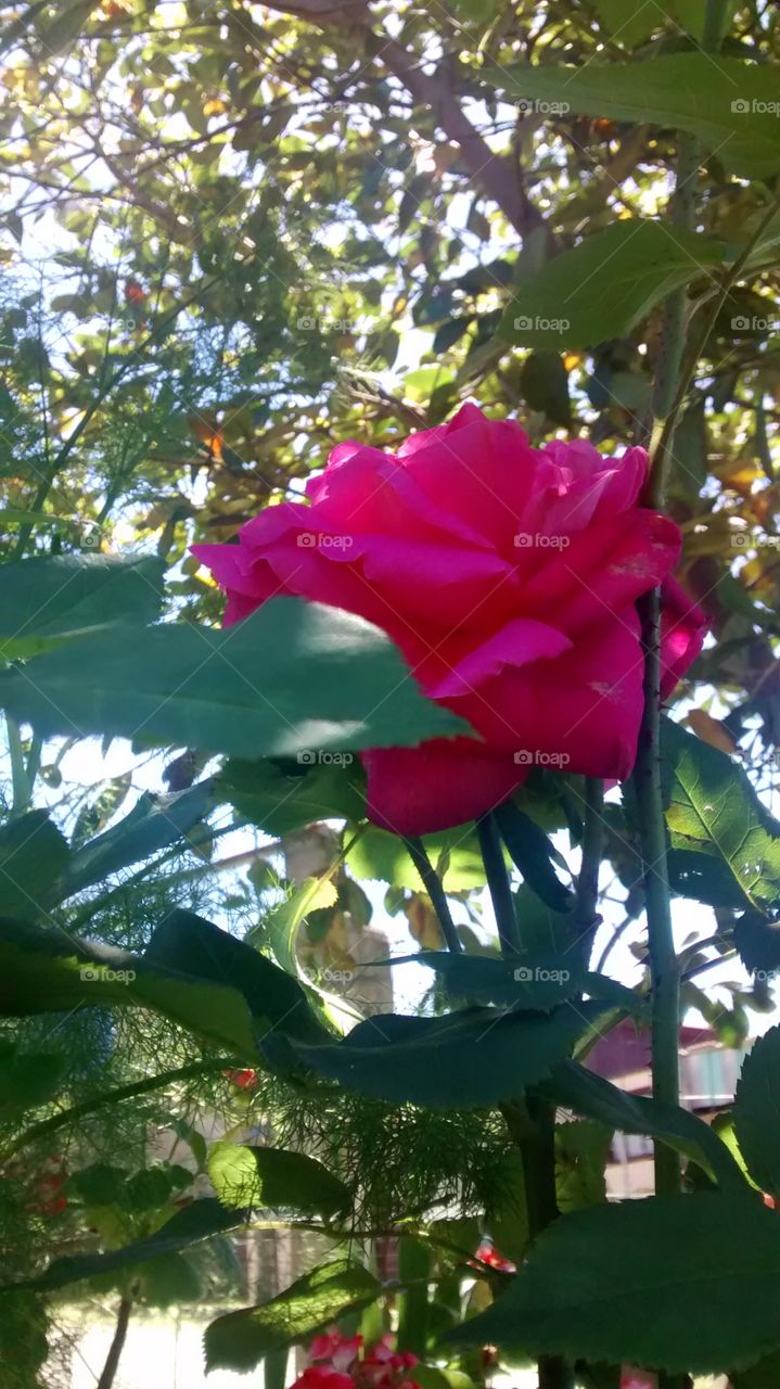 A beautiful rose in the sun