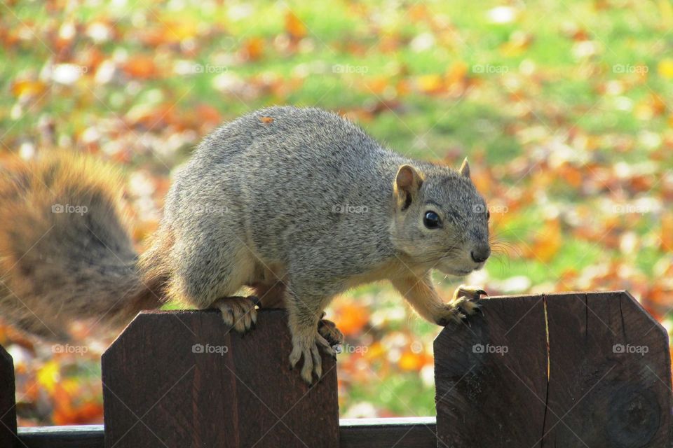This little critter was in our backyard playing on the fence 