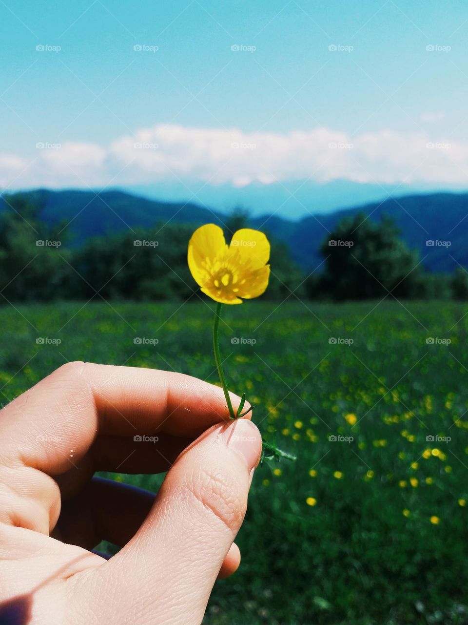 yellow flower in a field of yellow flowers