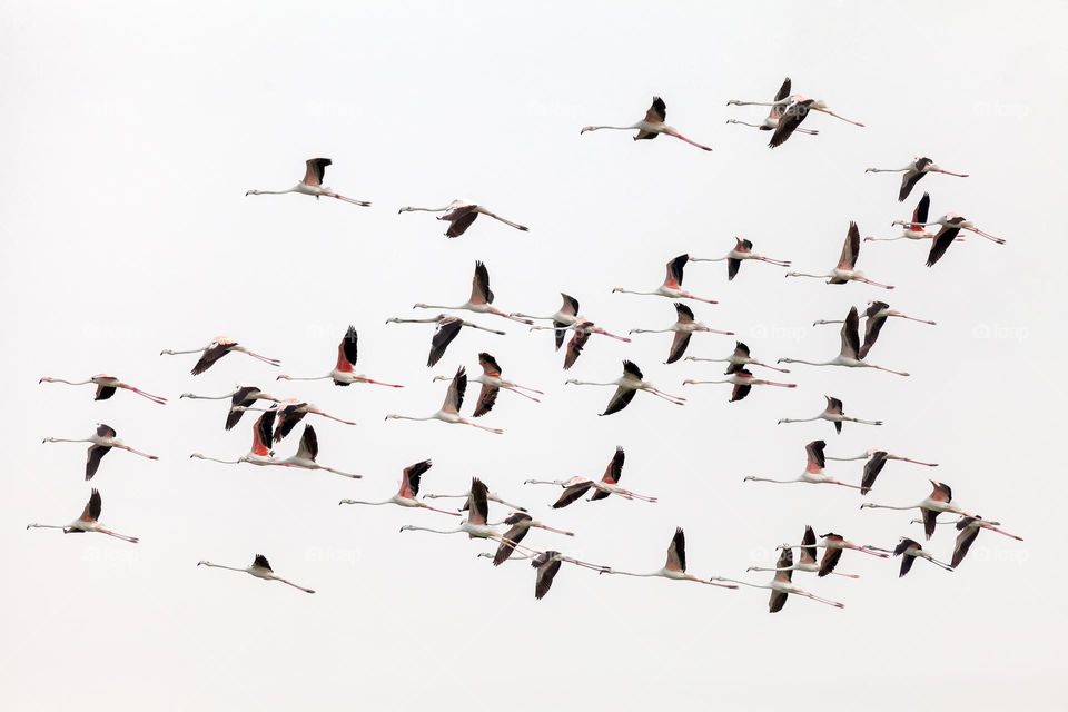 Rare sight, flock of flamingos in flight in the sky in UAE