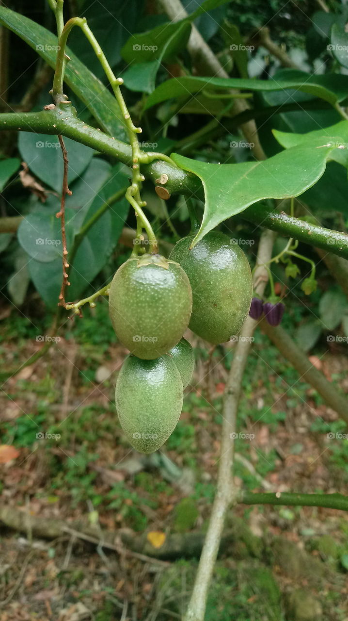 NATUR FRUITS TREE Tamarilho Solanum betaceum