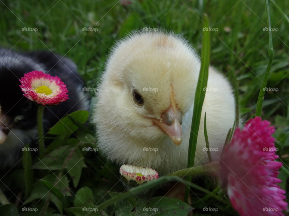 Close-up of baby chicks