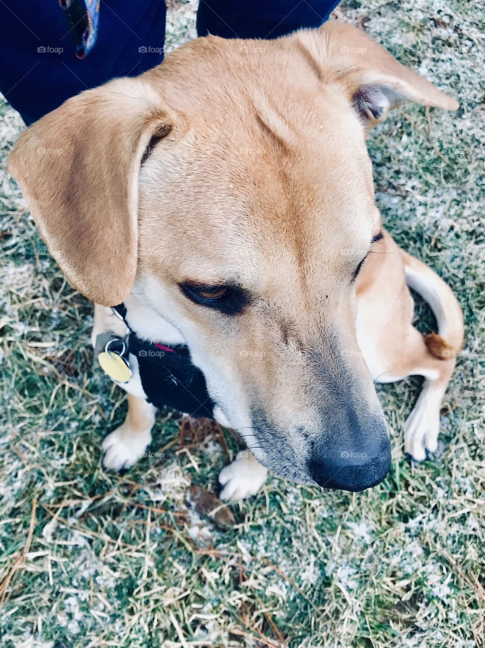 My little Bella enjoying her snow day at the Bark Park.