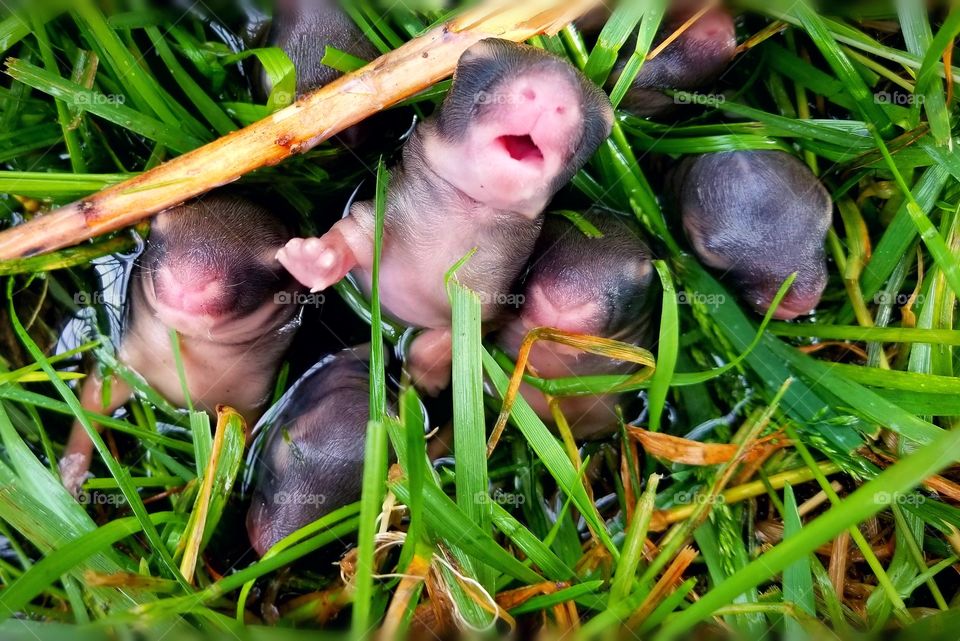 Adorable baby bunnies huddled together. One bunny taking in a breath of fresh air.