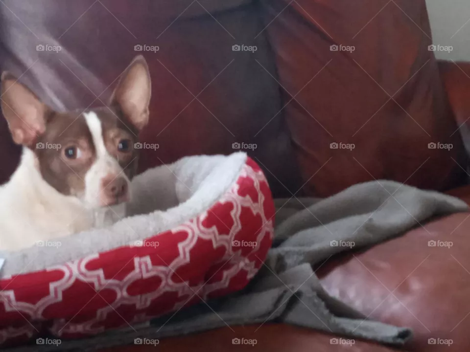 thank you momma for my new bed I just love it my momma's just the best! early Christmas gift.
