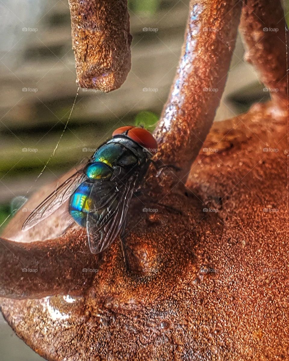 Amazing colours on a big red eyed fly. Beautiful translucent wings.