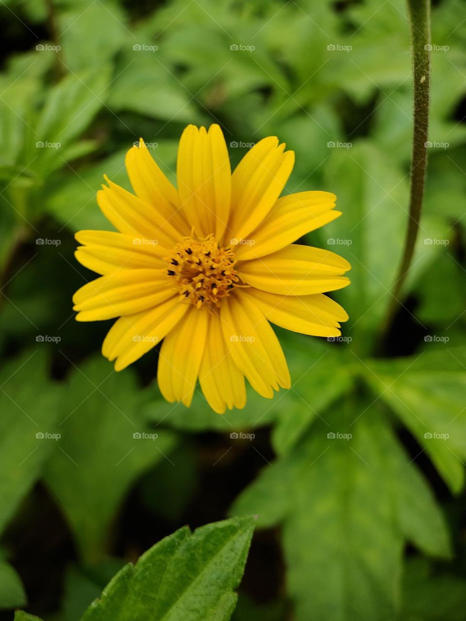 Yellow flower