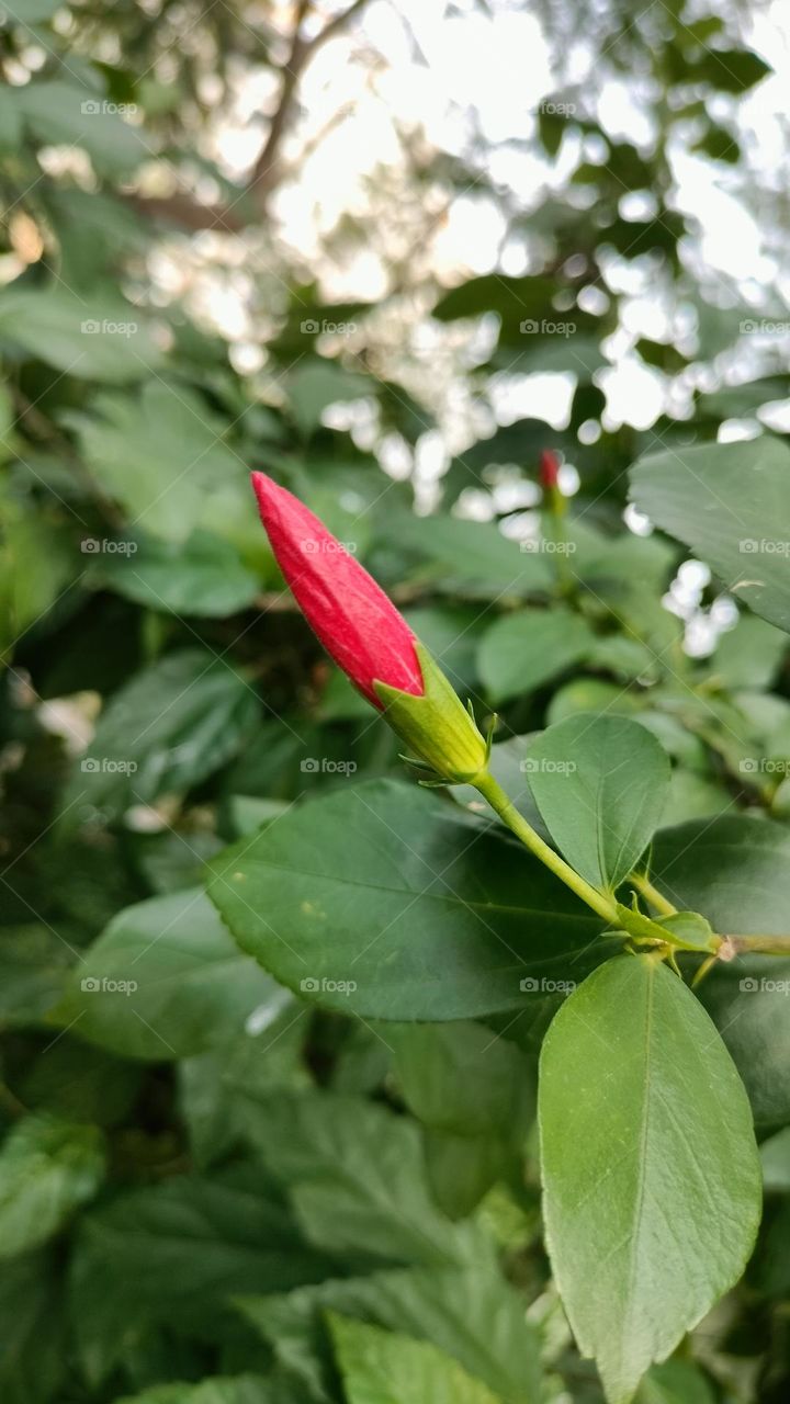 Beautiful Flower bud, Natural Photography, Flower bud,