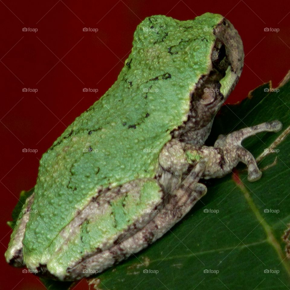 Tiny green tree frog on a maple tree leaf