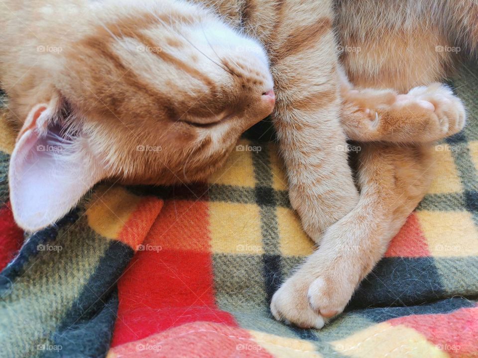 Ginger cat sleeping in cat bed on the blanket.