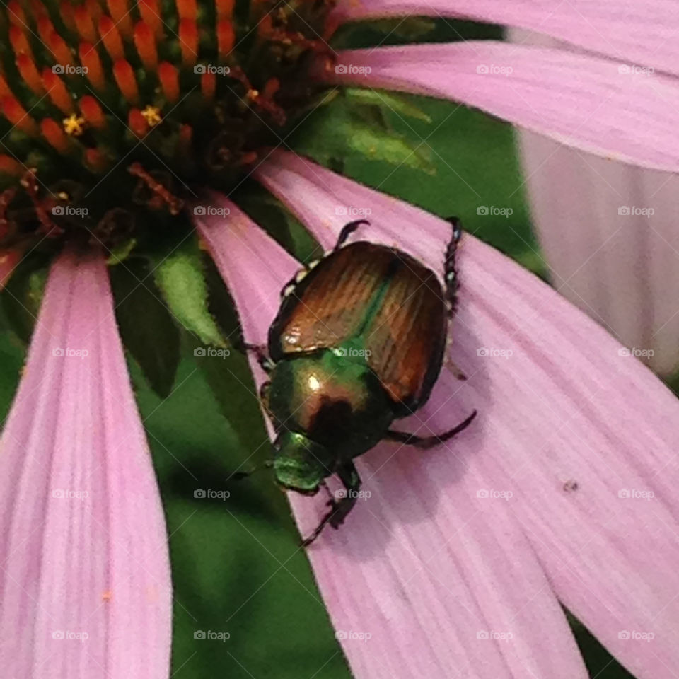 Japanese Bettle