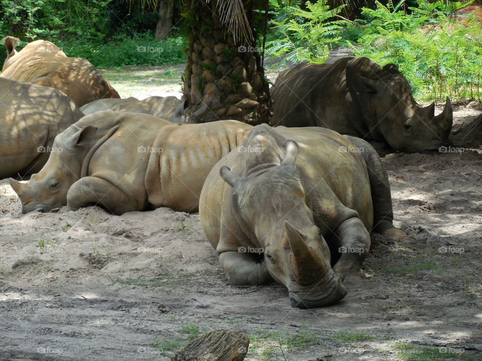 Sleepy rhino