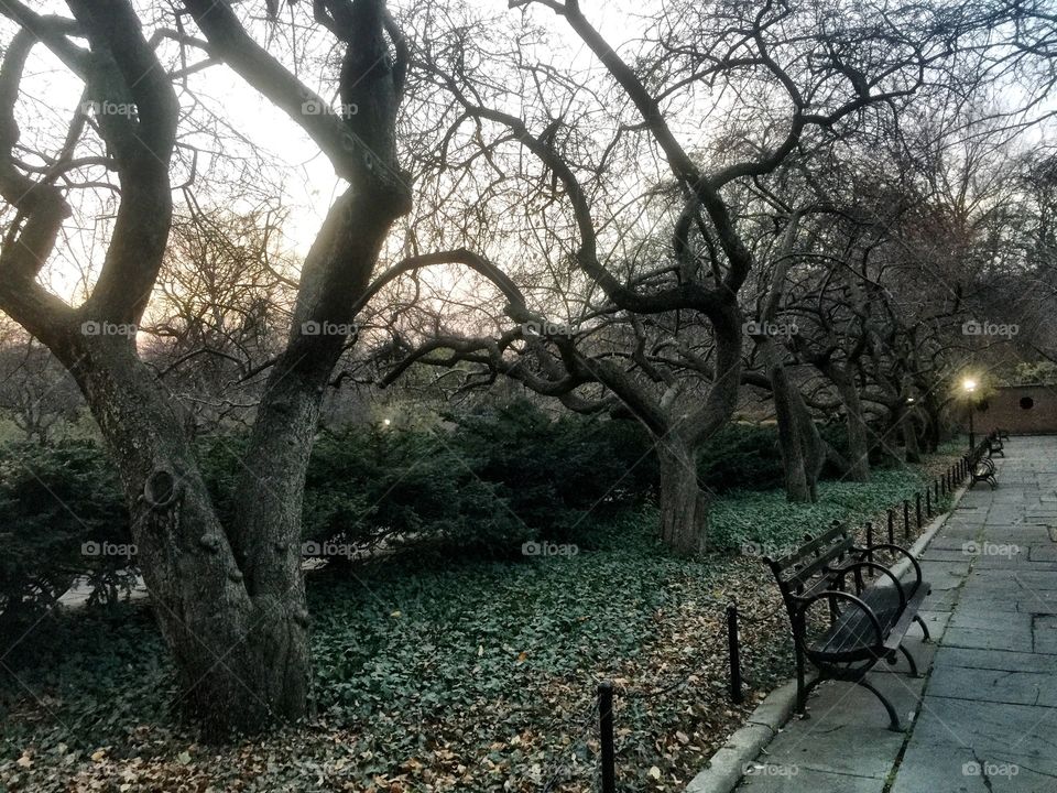 Central Park at dusk