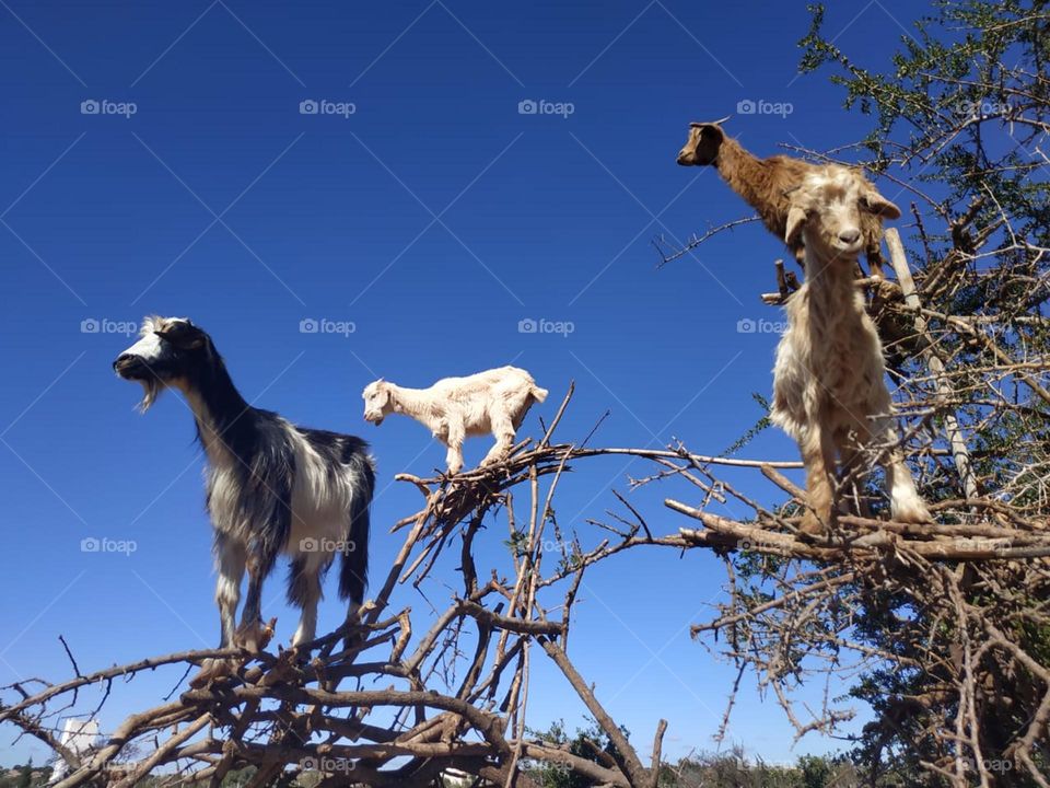 Beautiful goats on argania spinosa at essaouira City in Morocco.