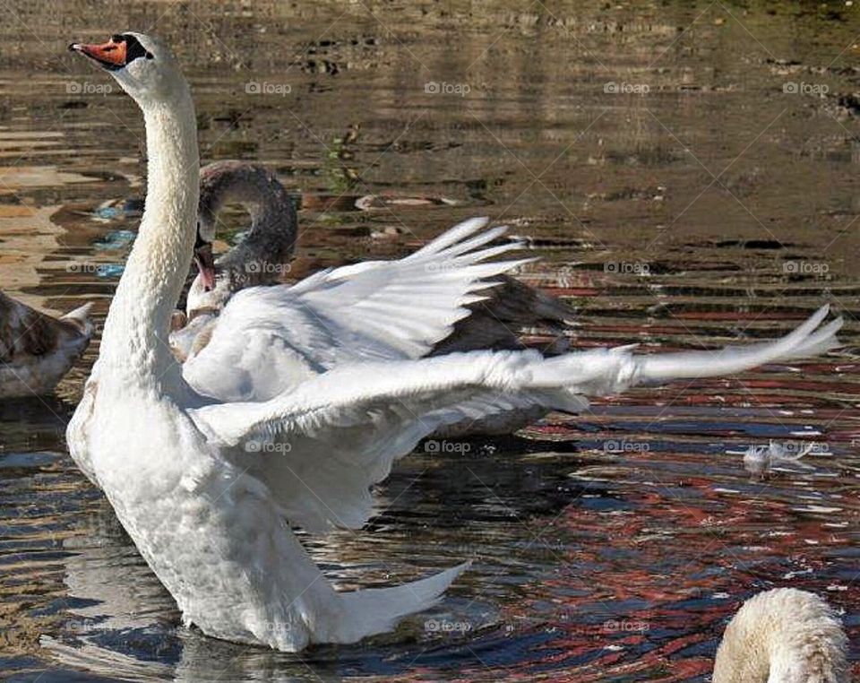 Swan dancing