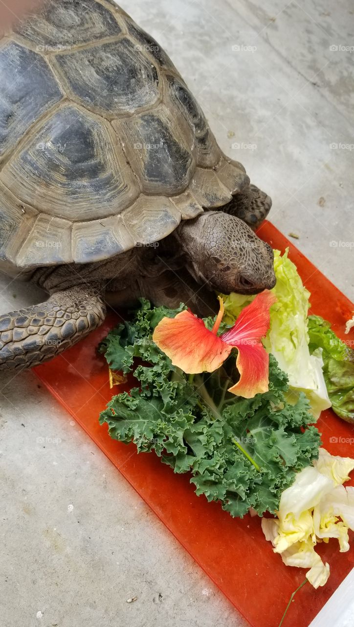 tortoise eating